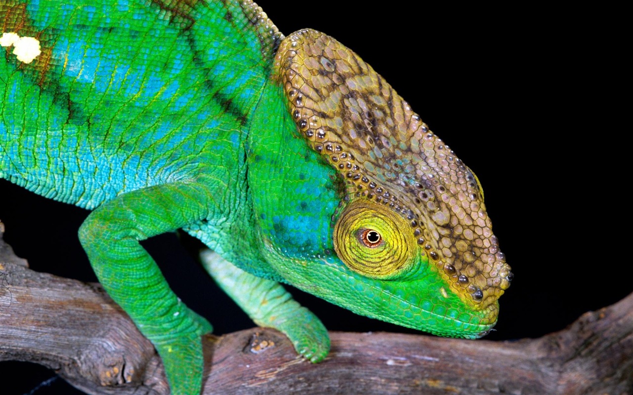 Animales colorido fondos de pantalla de alta definición camaleón #4 - 1280x800