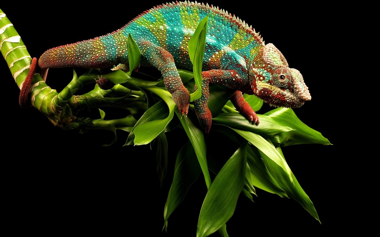 Animales colorido fondos de pantalla de alta definición camaleón #6 - 1280x800