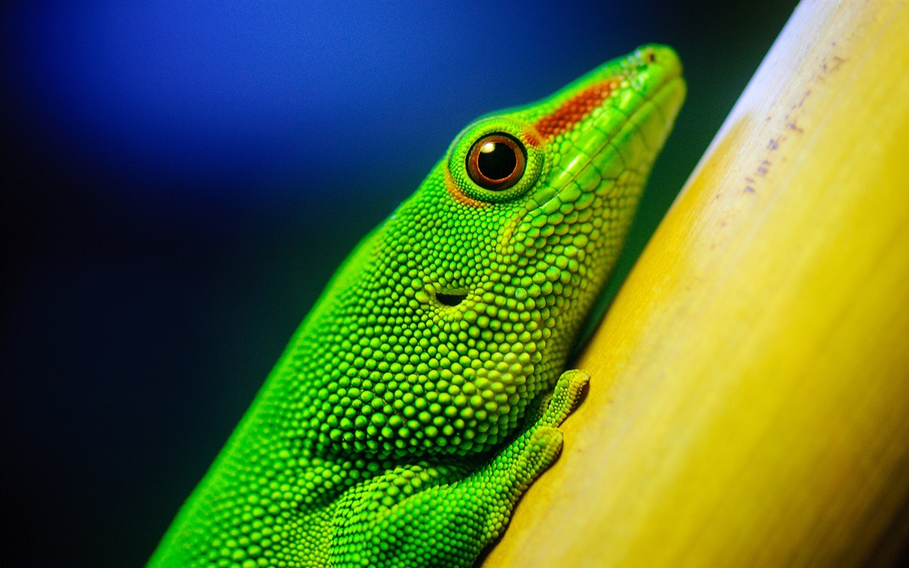 Animales colorido fondos de pantalla de alta definición camaleón #7 - 1280x800
