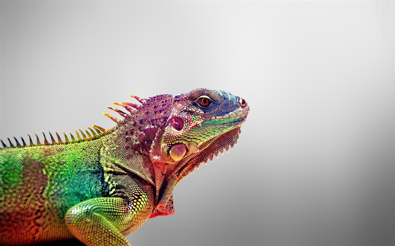 Animales colorido fondos de pantalla de alta definición camaleón #8 - 1280x800