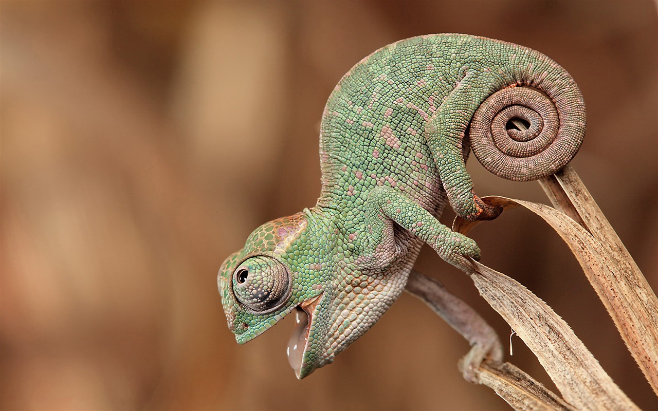 Animales colorido fondos de pantalla de alta definición camaleón #10 - 1280x800