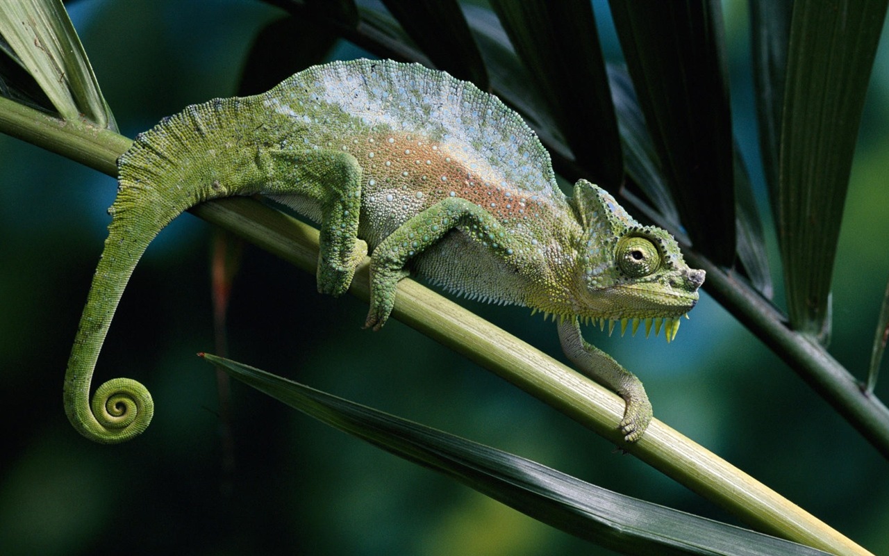 Animales colorido fondos de pantalla de alta definición camaleón #11 - 1280x800