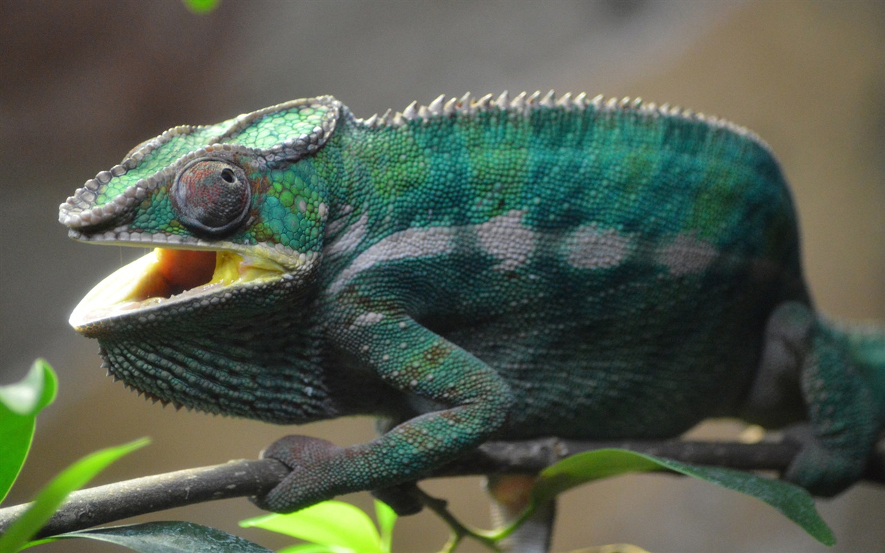 Animales colorido fondos de pantalla de alta definición camaleón #13 - 1280x800