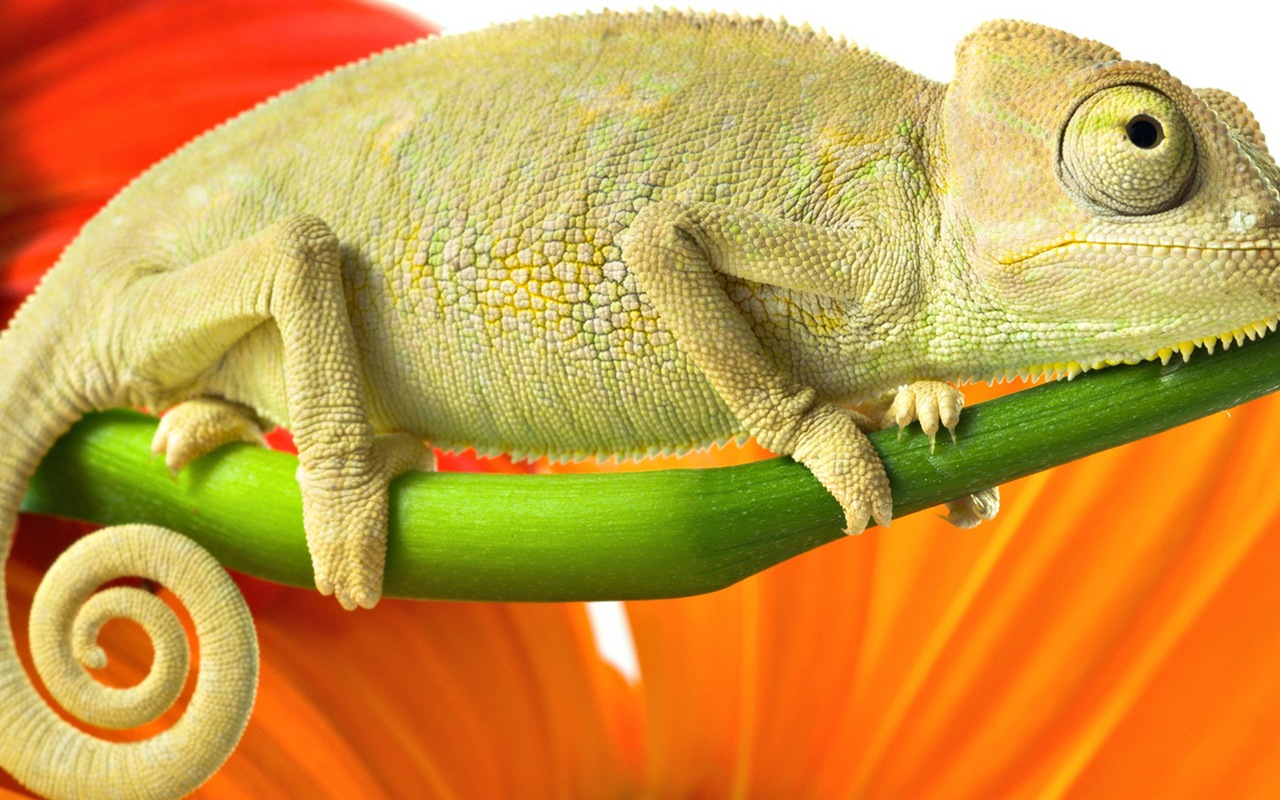 Animales colorido fondos de pantalla de alta definición camaleón #15 - 1280x800