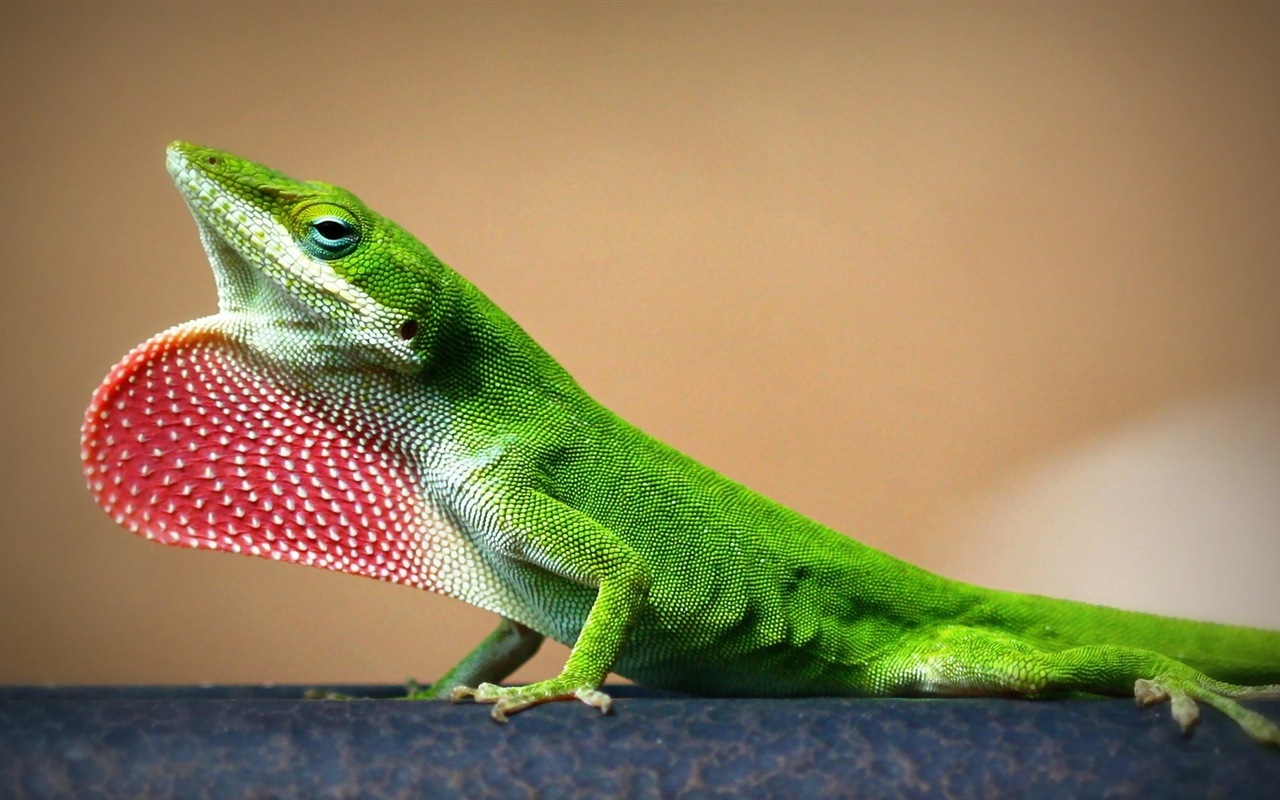 다채로운 동물 카멜레온의 HD 배경 화면 #16 - 1280x800