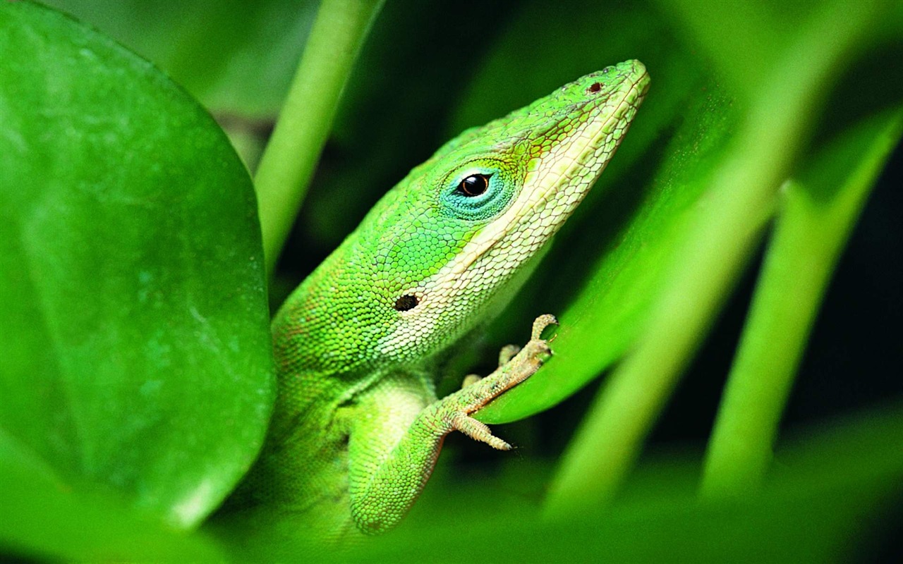 Animales colorido fondos de pantalla de alta definición camaleón #17 - 1280x800