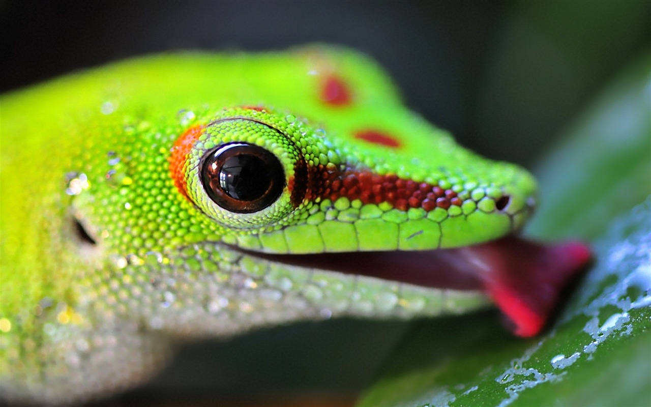 Animales colorido fondos de pantalla de alta definición camaleón #19 - 1280x800