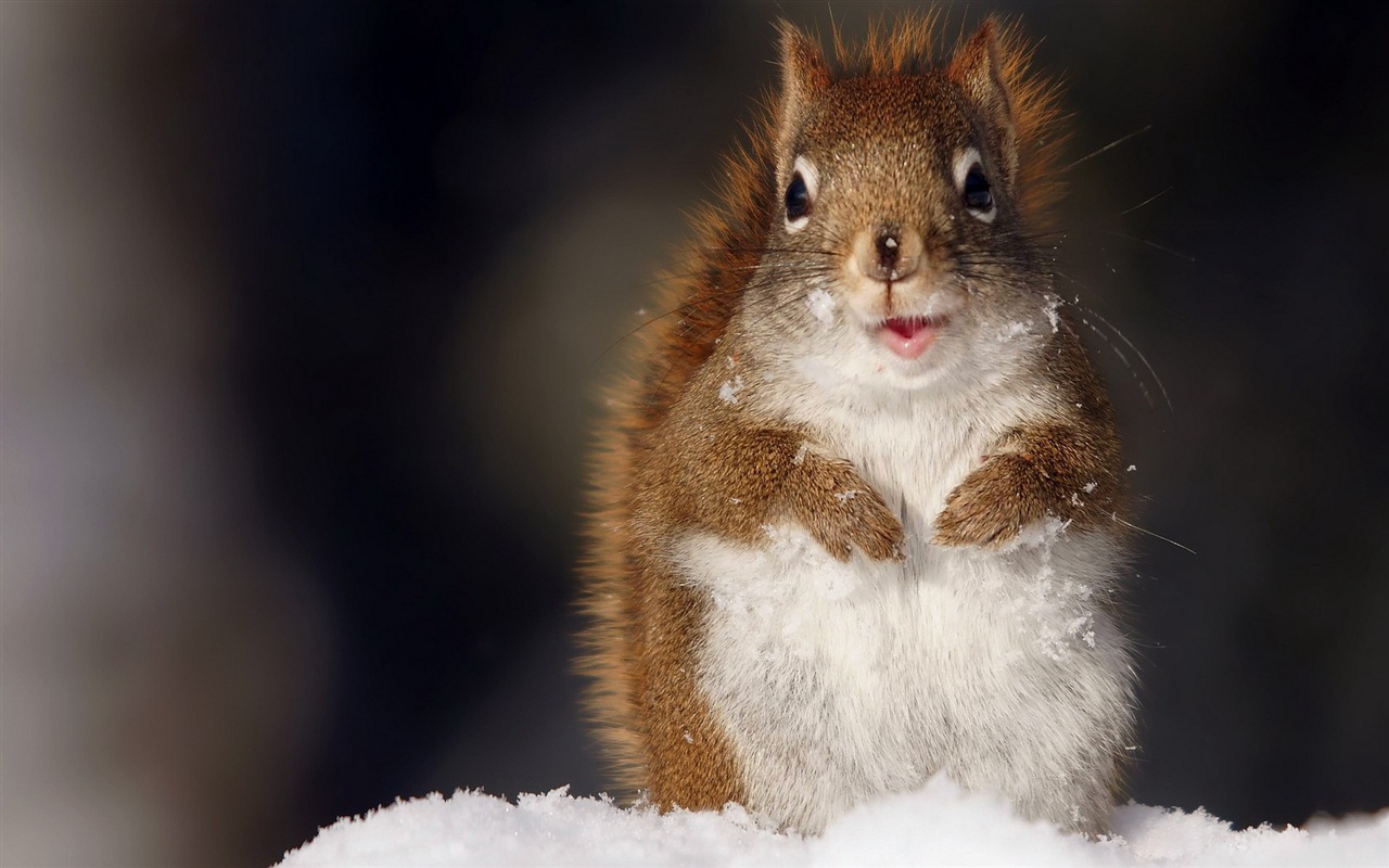 Animal close-up, cute squirrel HD wallpapers #14 - 1280x800