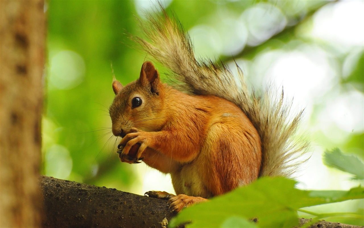 Animaux close-up, mignon fonds d'écran écureuil HD #17 - 1280x800