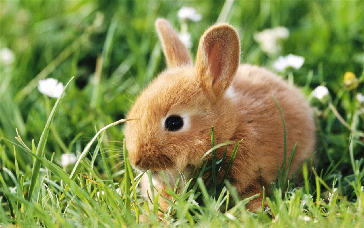 毛茸茸的動物，可愛的兔子 高清壁紙 #1 - 1280x800