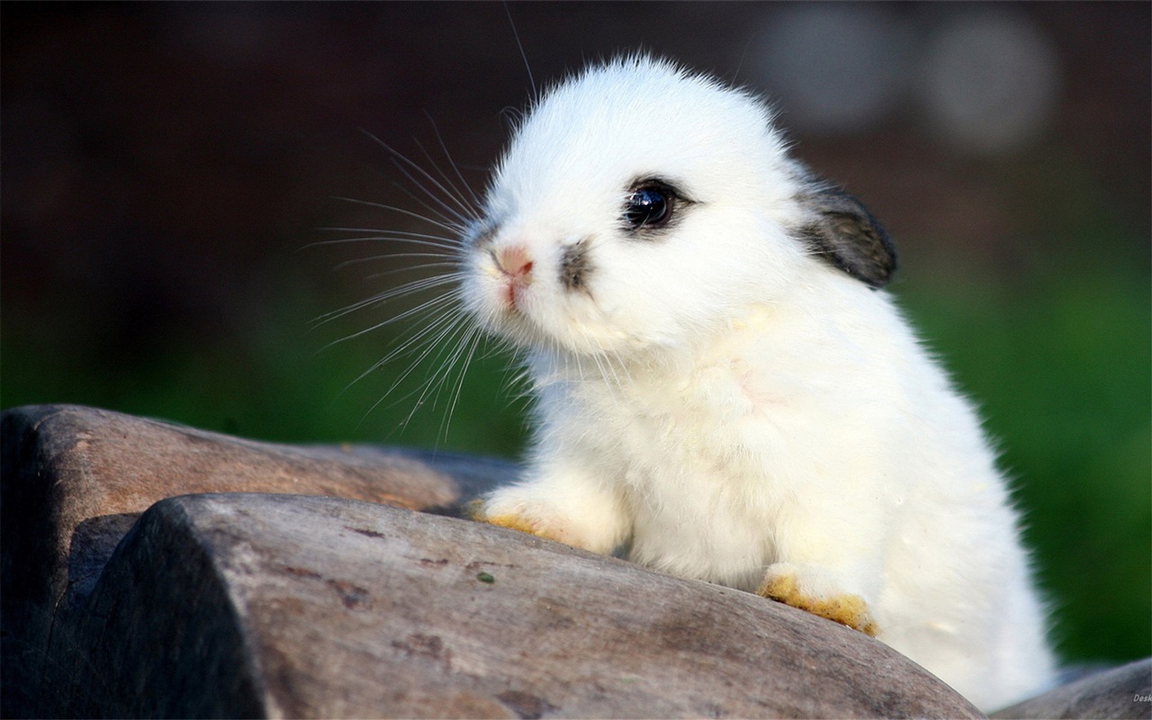 毛茸茸的动物，可爱的兔子 高清壁纸2 - 1280x800