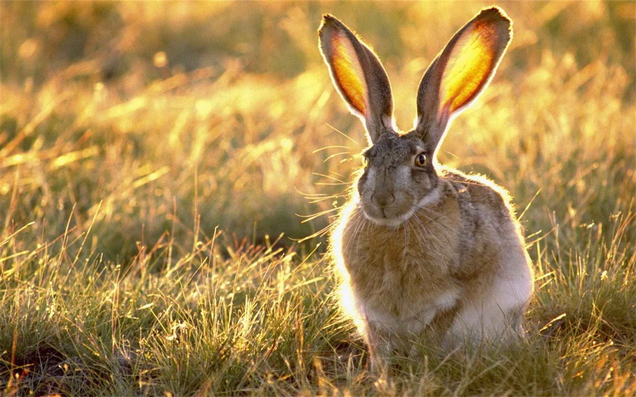 毛茸茸的動物，可愛的兔子 高清壁紙 #5 - 1280x800