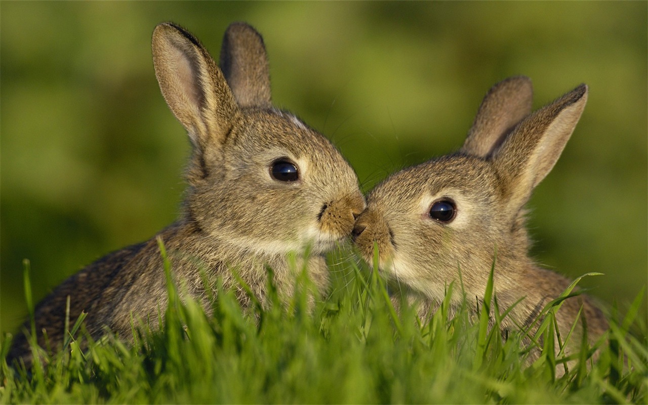 Пушистые животные, милые обои кролик HD #6 - 1280x800