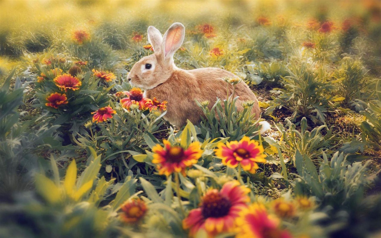 毛茸茸的動物，可愛的兔子 高清壁紙 #9 - 1280x800