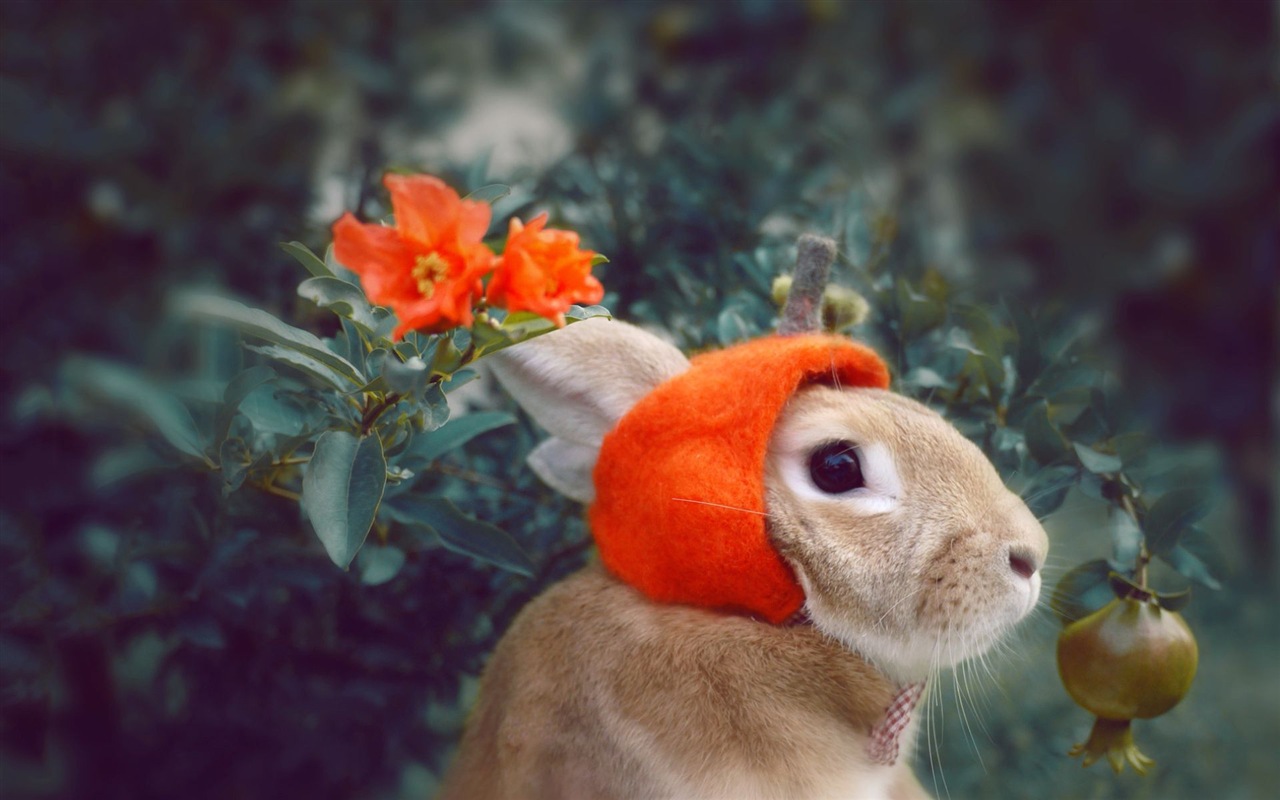 모피 동물, 귀여운 토끼의 HD 배경 화면 #15 - 1280x800
