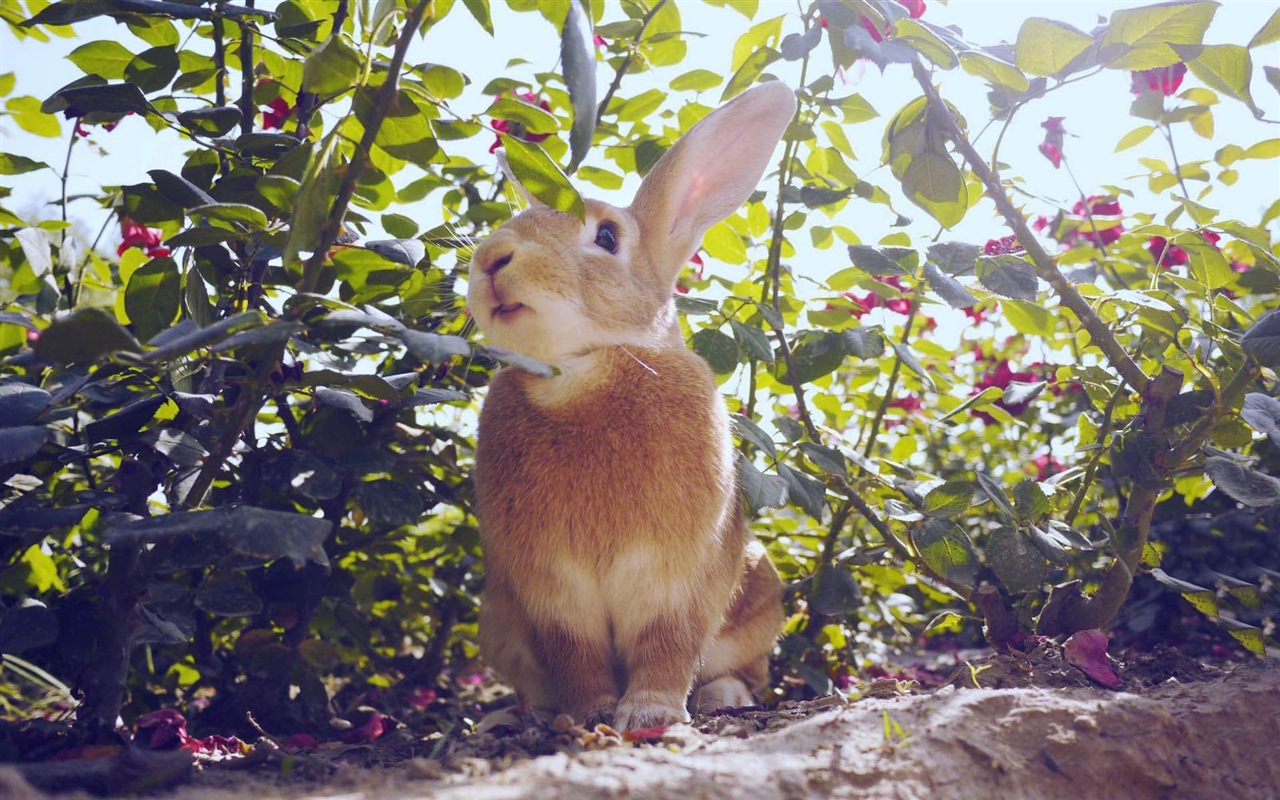 毛茸茸的动物，可爱的兔子 高清壁纸16 - 1280x800