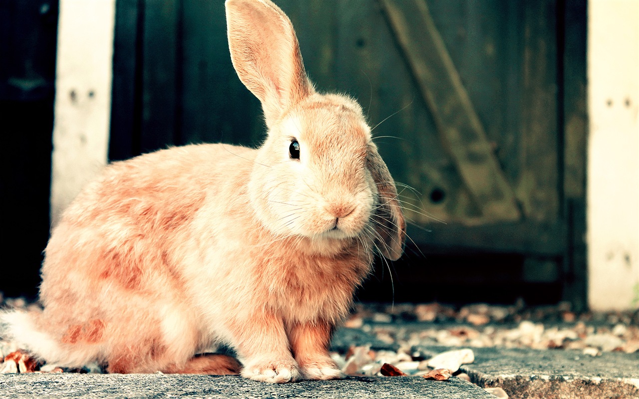 毛茸茸的動物，可愛的兔子 高清壁紙 #17 - 1280x800