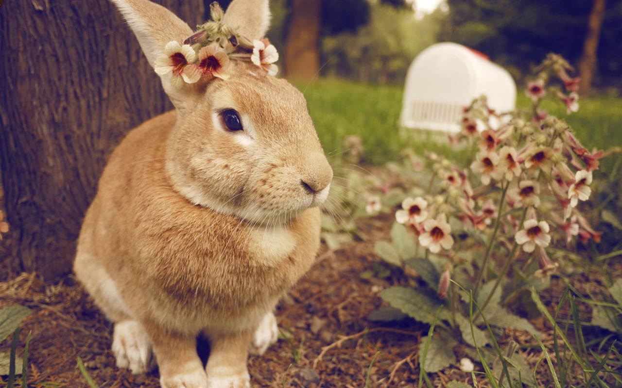 毛茸茸的動物，可愛的兔子 高清壁紙 #18 - 1280x800