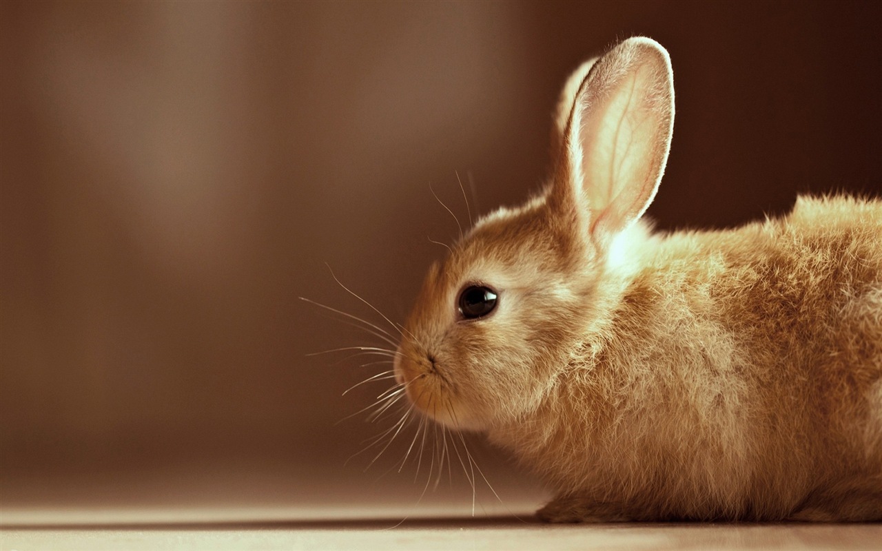 毛茸茸的动物，可爱的兔子 高清壁纸19 - 1280x800
