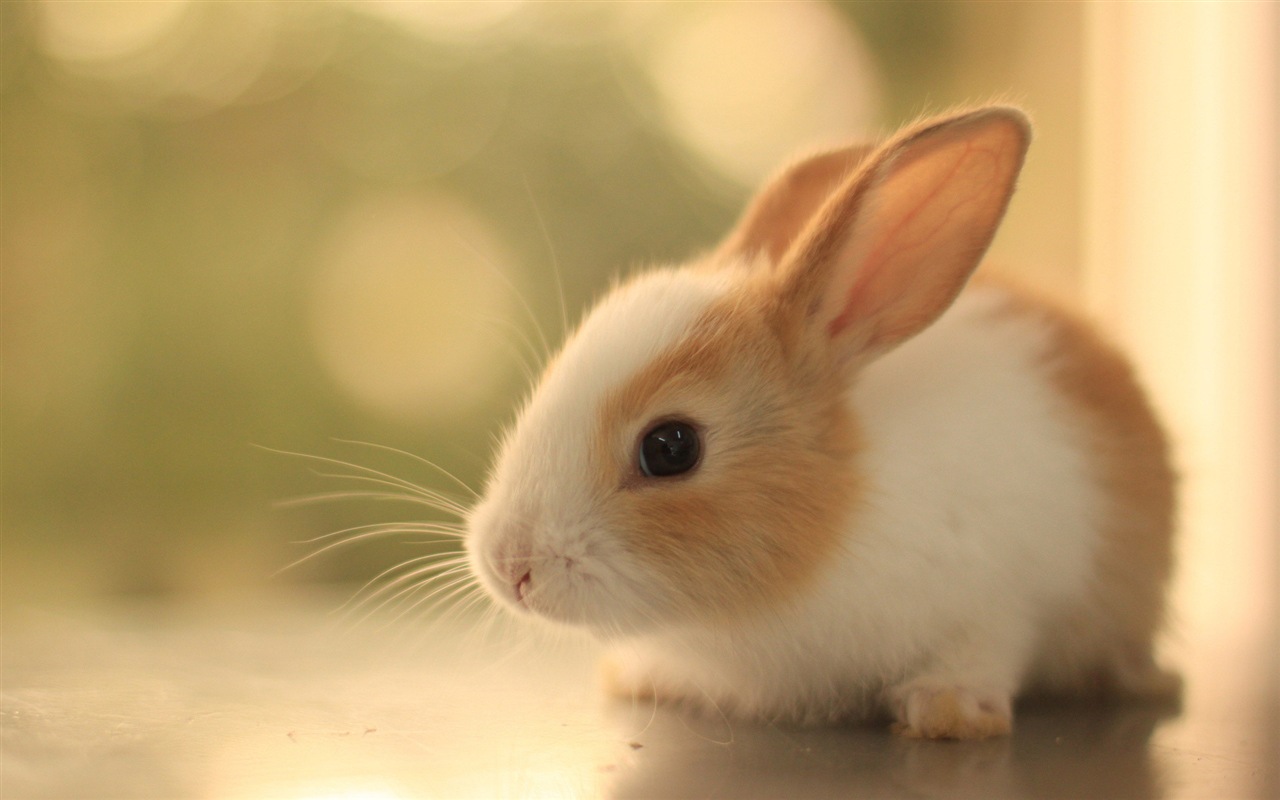 毛茸茸的動物，可愛的兔子 高清壁紙 #20 - 1280x800