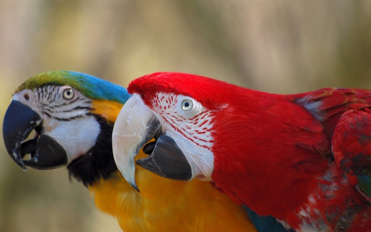 Macaw Nahaufnahme HD Wallpaper #6 - 1280x800