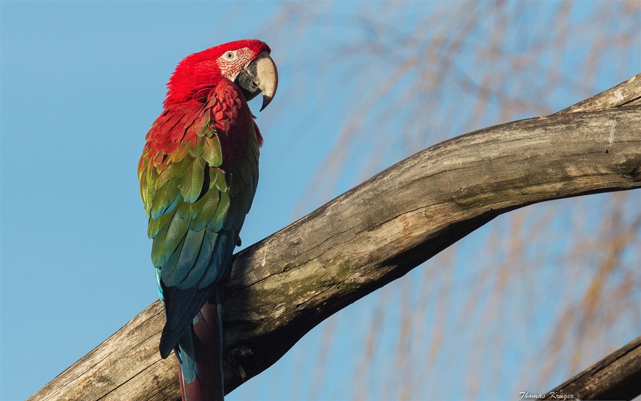 macaw close-up HD Tapety na plochu #10 - 1280x800