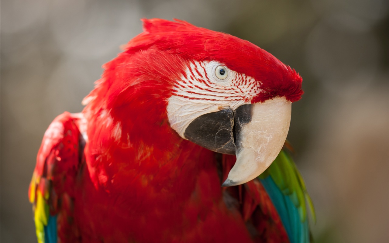 Macaw close-up fonds d'écran HD #11 - 1280x800