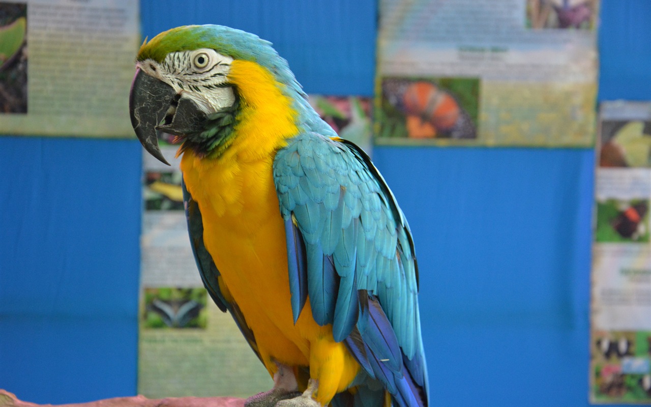 Macaw close-up HD wallpapers #13 - 1280x800