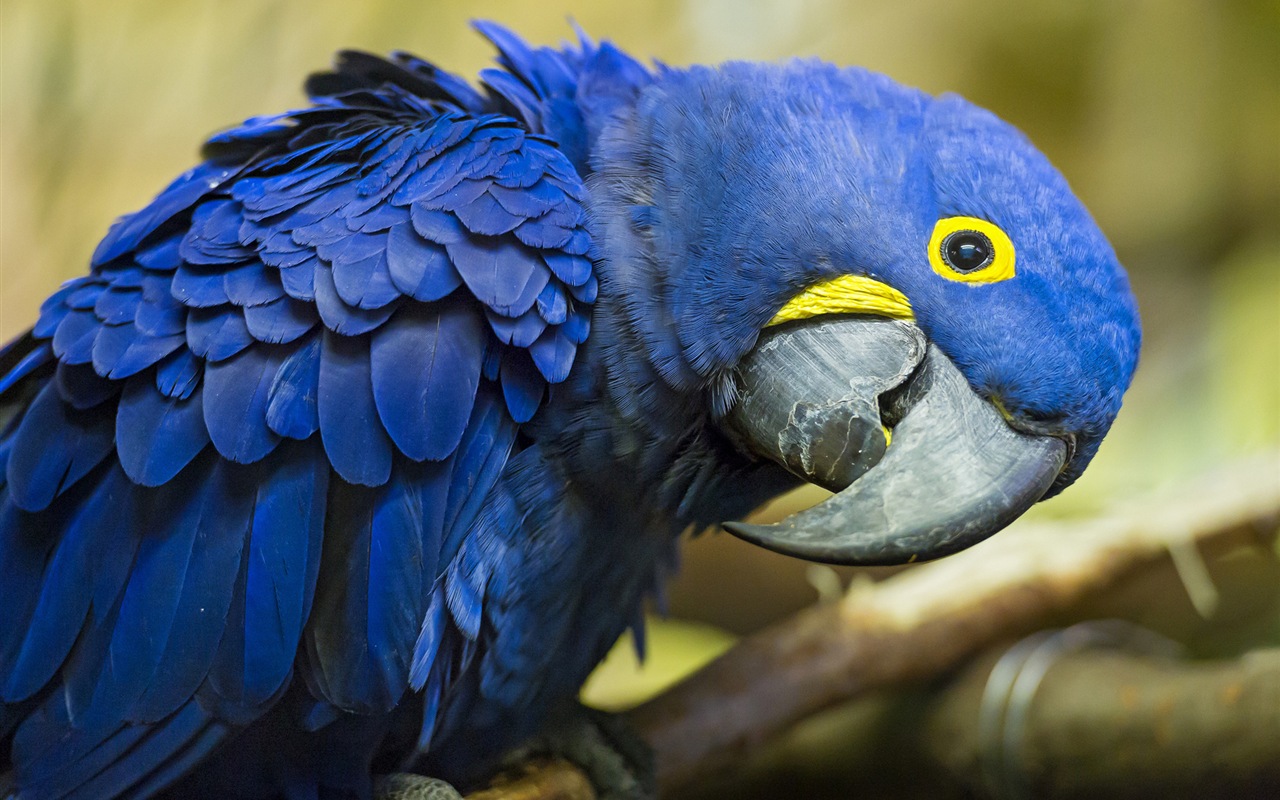Macaw close-up fonds d'écran HD #18 - 1280x800