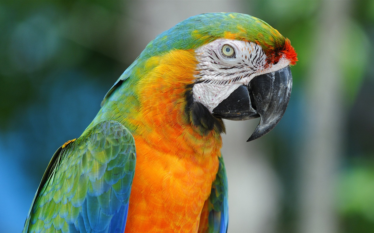 Macaw close-up fonds d'écran HD #21 - 1280x800
