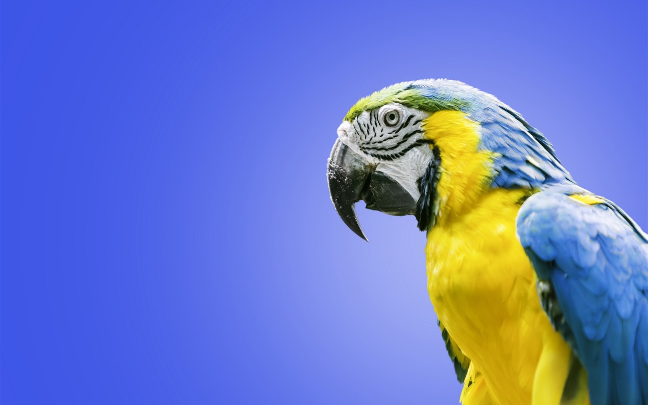 Macaw close-up HD wallpapers #24 - 1280x800