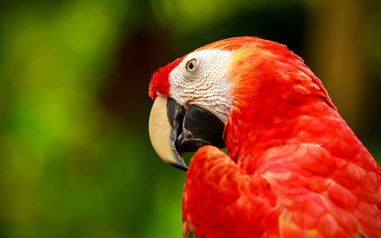 Macaw close-up fonds d'écran HD #26 - 1280x800