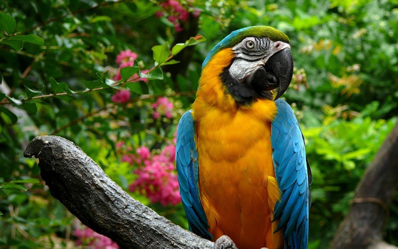 Macaw close-up fonds d'écran HD #27 - 1280x800