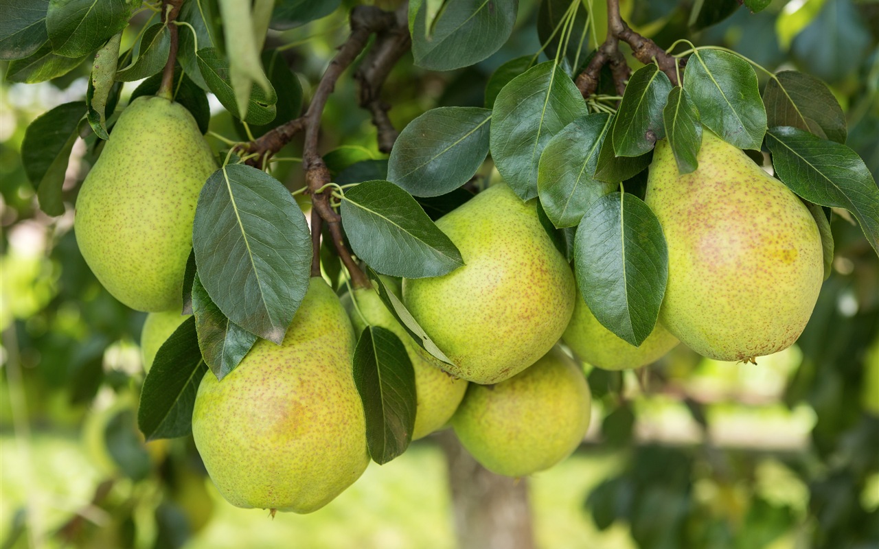 Suculenta fruta, peras fondos de pantalla de alta definición en primer plano #24 - 1280x800