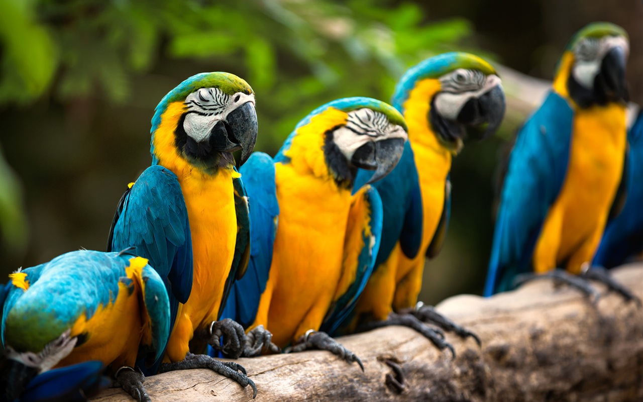 Macaw Nahaufnahme HD Wallpaper #1 - 1280x800