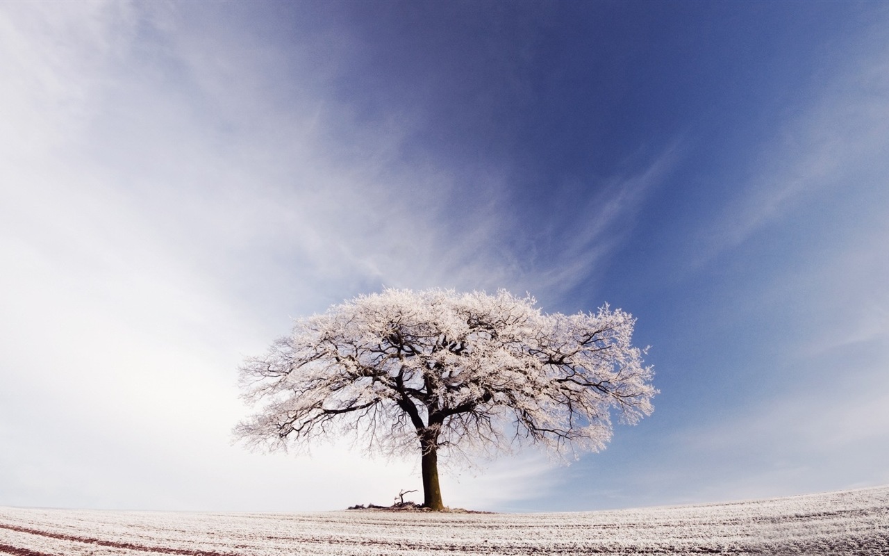 Zimní sníh Nádherná příroda HD tapety na plochu #4 - 1280x800