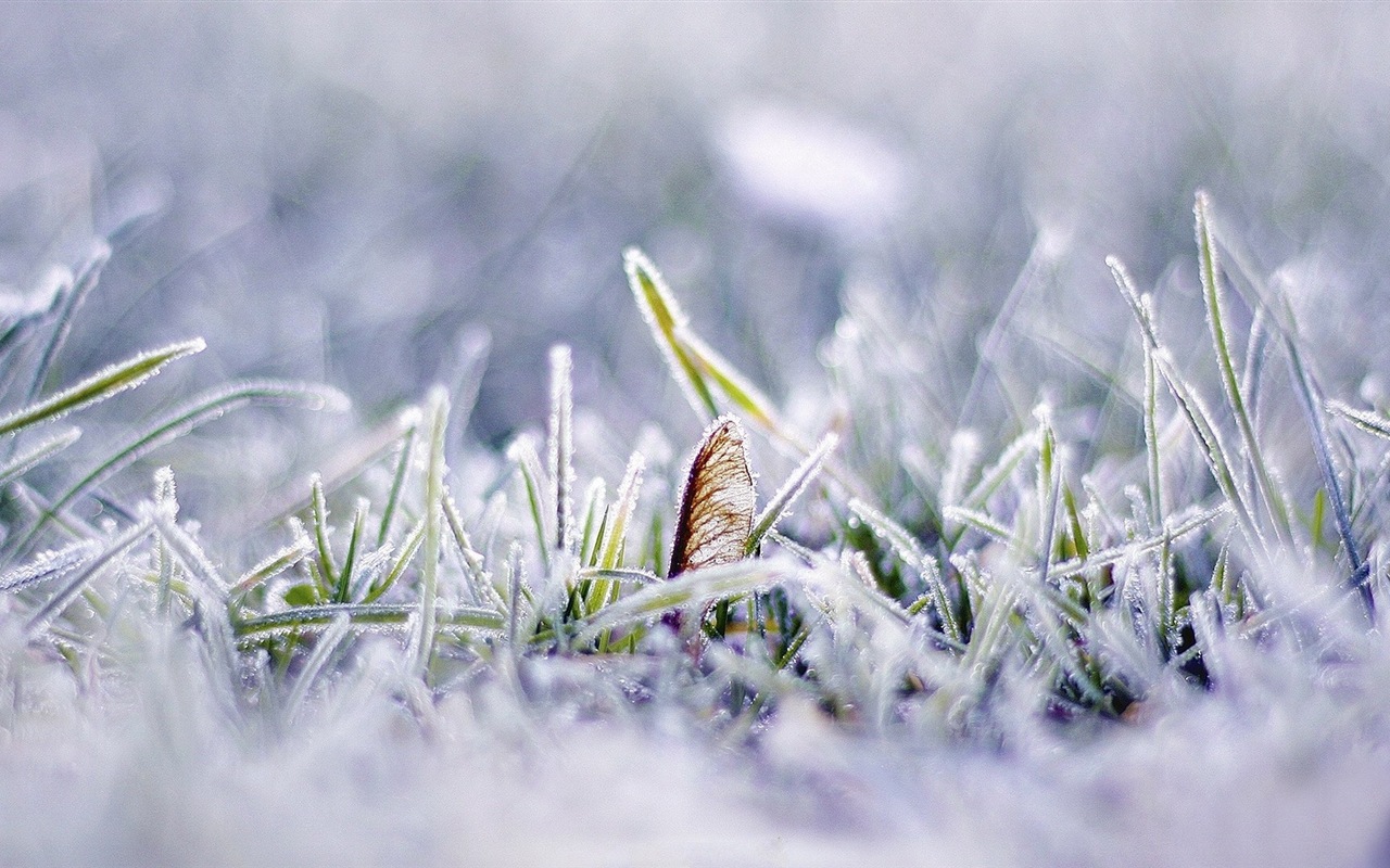 Zimní sníh Nádherná příroda HD tapety na plochu #5 - 1280x800