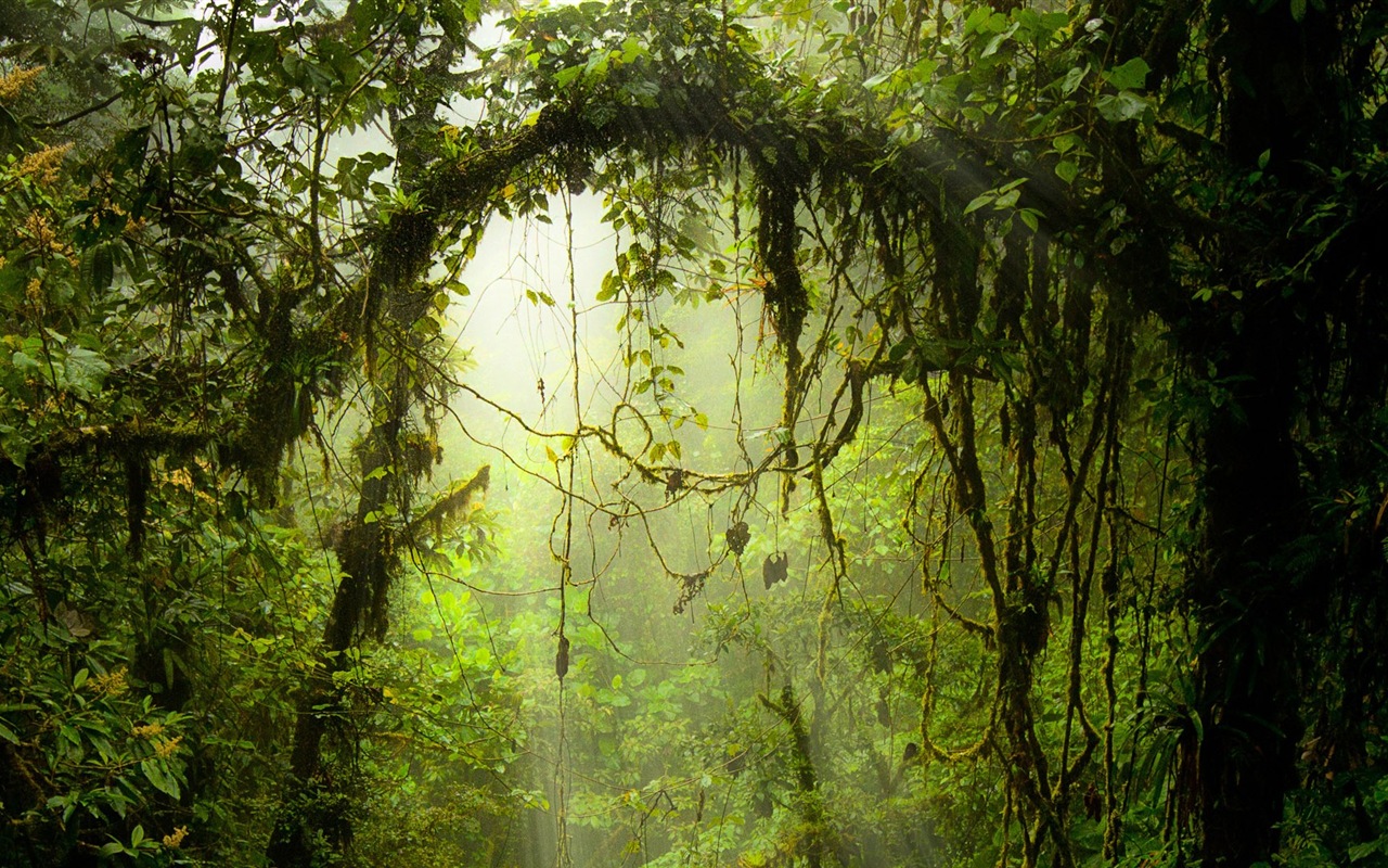 윈도우 8 테마 숲 풍경의 HD 월페이퍼 #5 - 1280x800