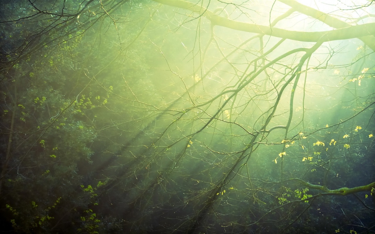 Windows 8 theme forest scenery HD wallpapers #6 - 1280x800