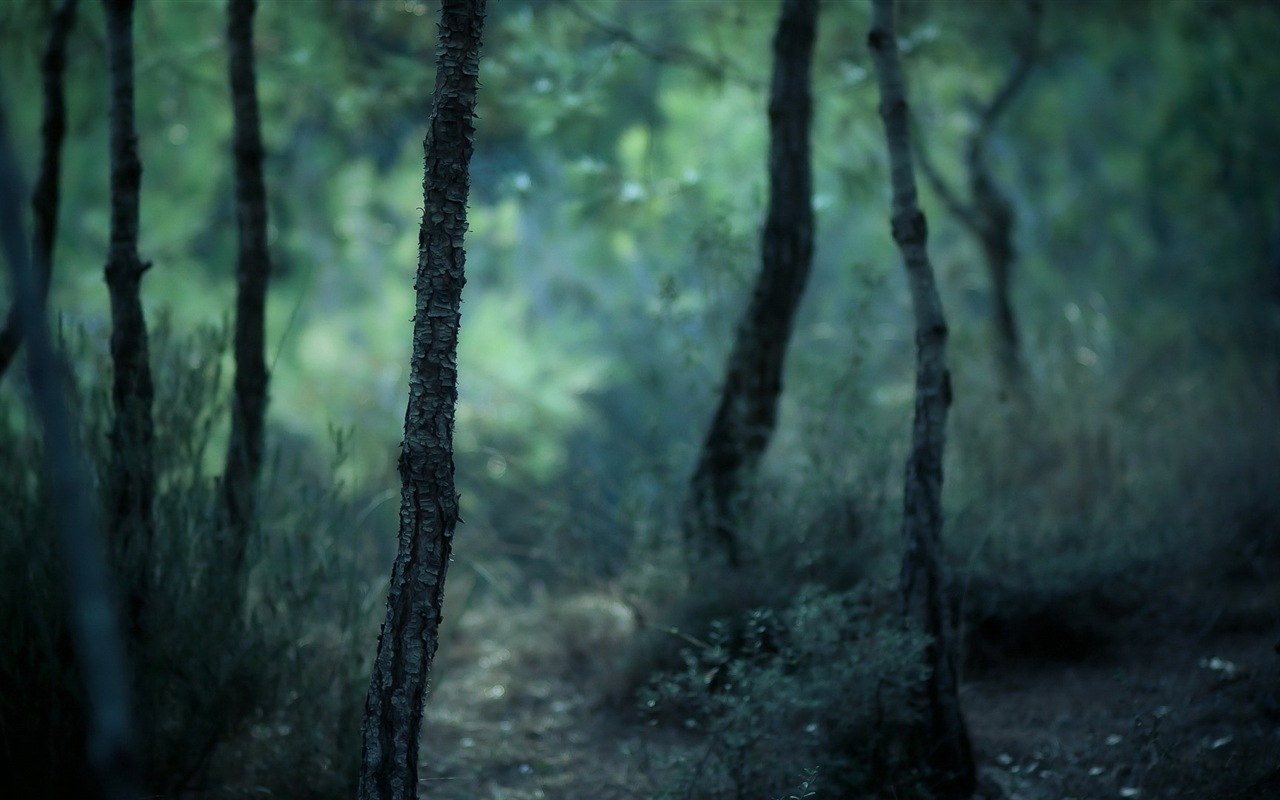 윈도우 8 테마 숲 풍경의 HD 월페이퍼 #7 - 1280x800