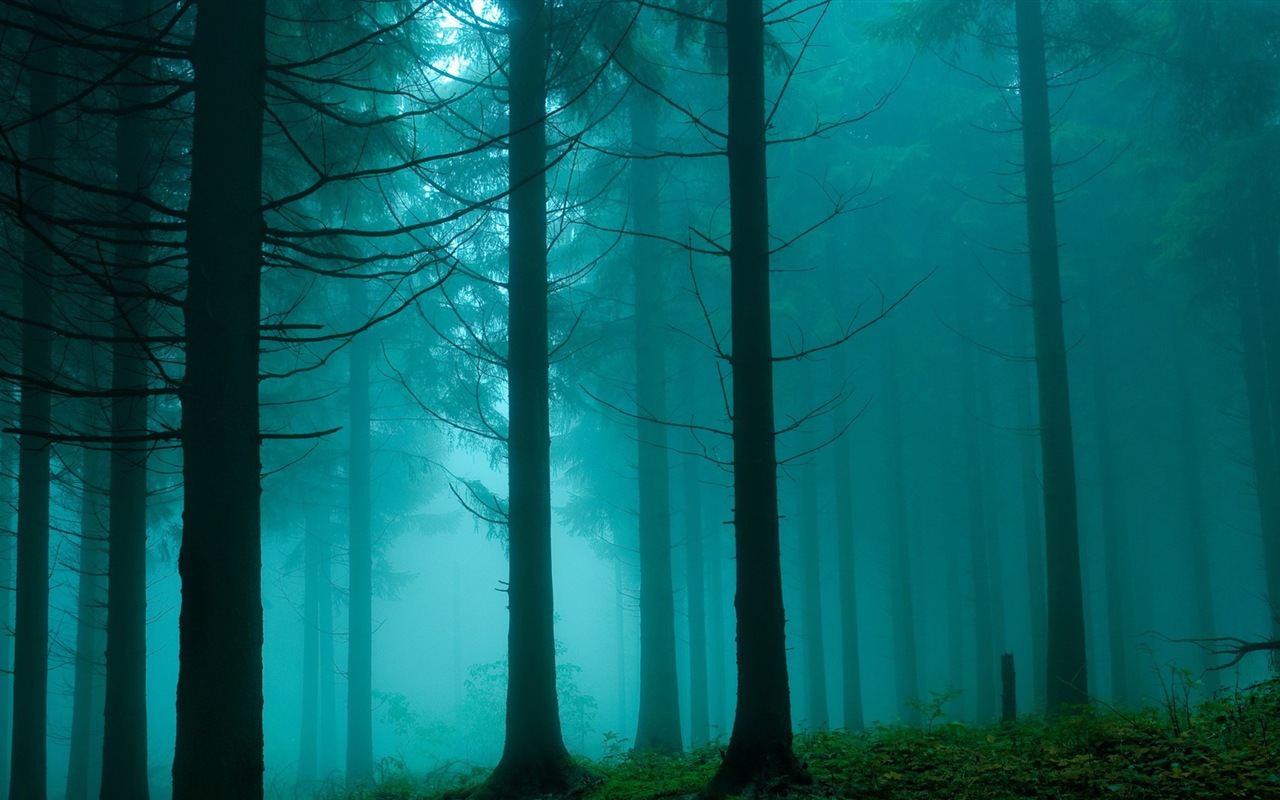 Windows 8 theme forest scenery HD wallpapers #8 - 1280x800