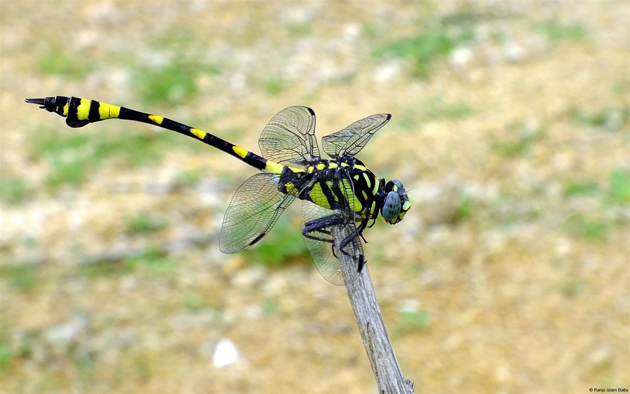 Windows 8 theme wallpaper, insects world #6 - 1280x800