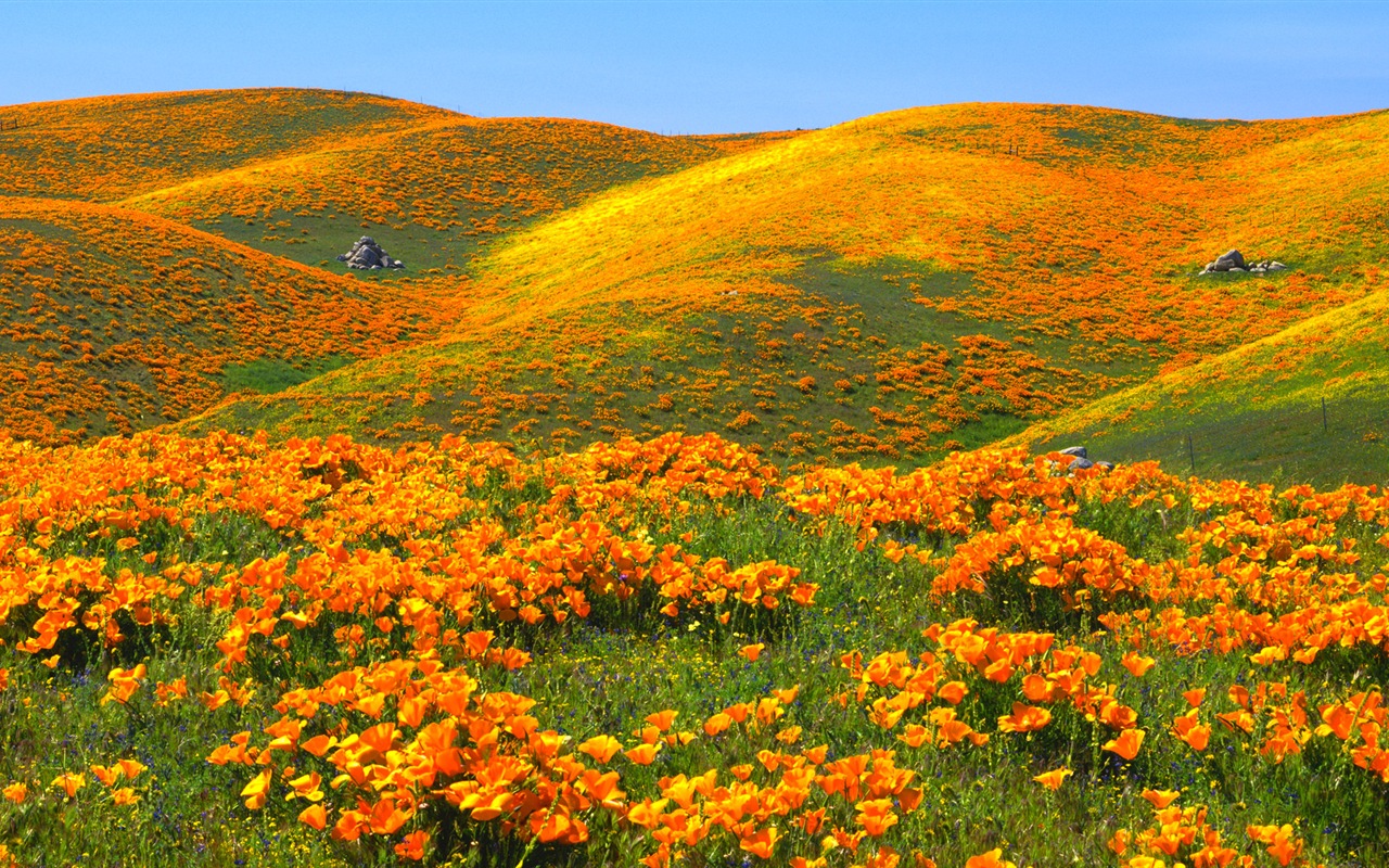 Hermoso color, fondos de pantalla de alta definición paisajes naturales #4 - 1280x800