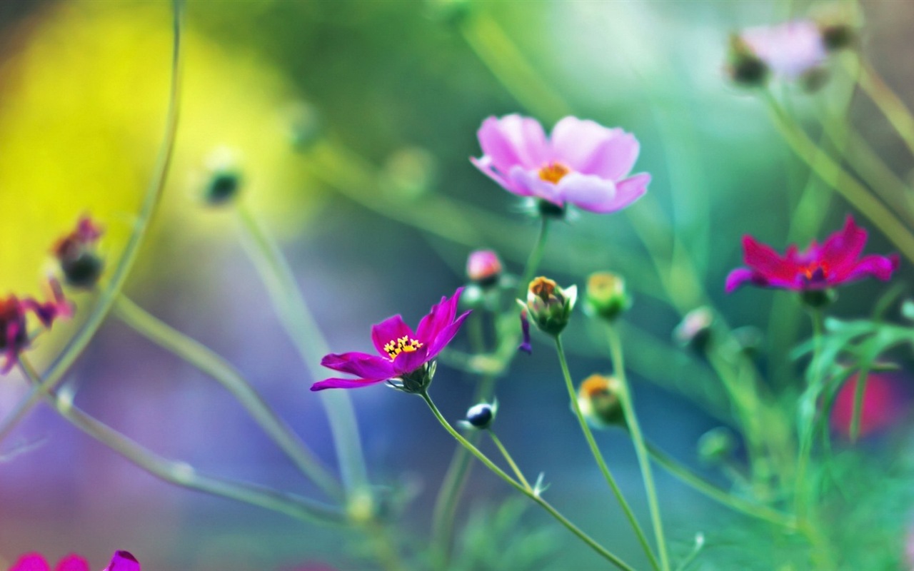 Jarní květiny kvetou HD Tapety na plochu #17 - 1280x800