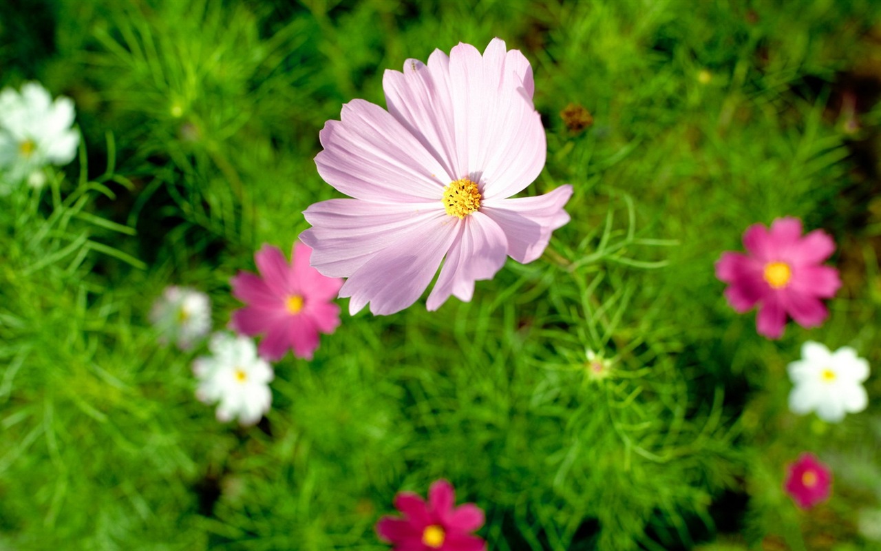 Весенние цветы цветут HD обои #18 - 1280x800