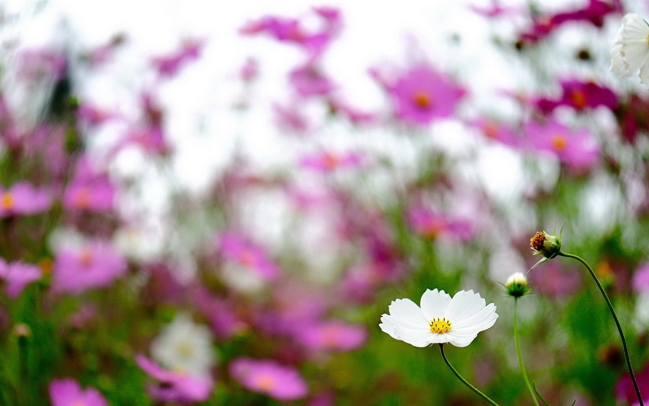 Весенние цветы цветут HD обои #19 - 1280x800