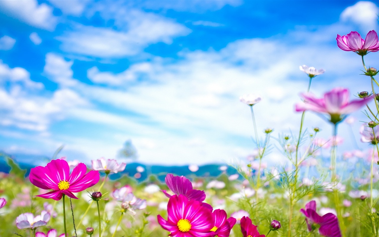 Jarní květiny kvetou HD Tapety na plochu #20 - 1280x800
