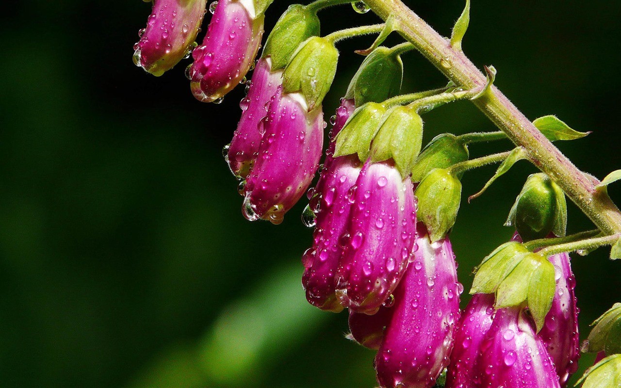 Hermosas flores con fondos de pantalla de alta definición de rocío #1 - 1280x800