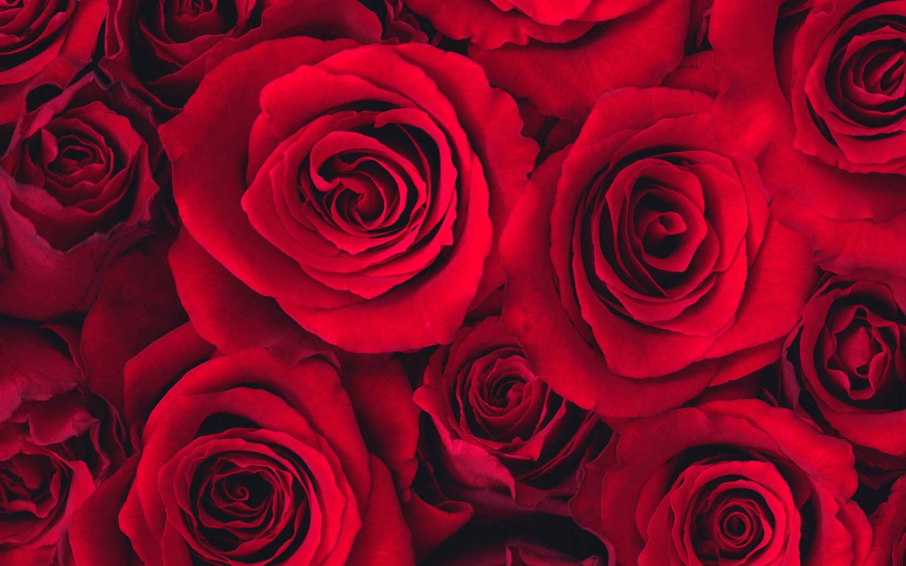 Belles fleurs fonds d'écran avec la rosée HD #5 - 1280x800