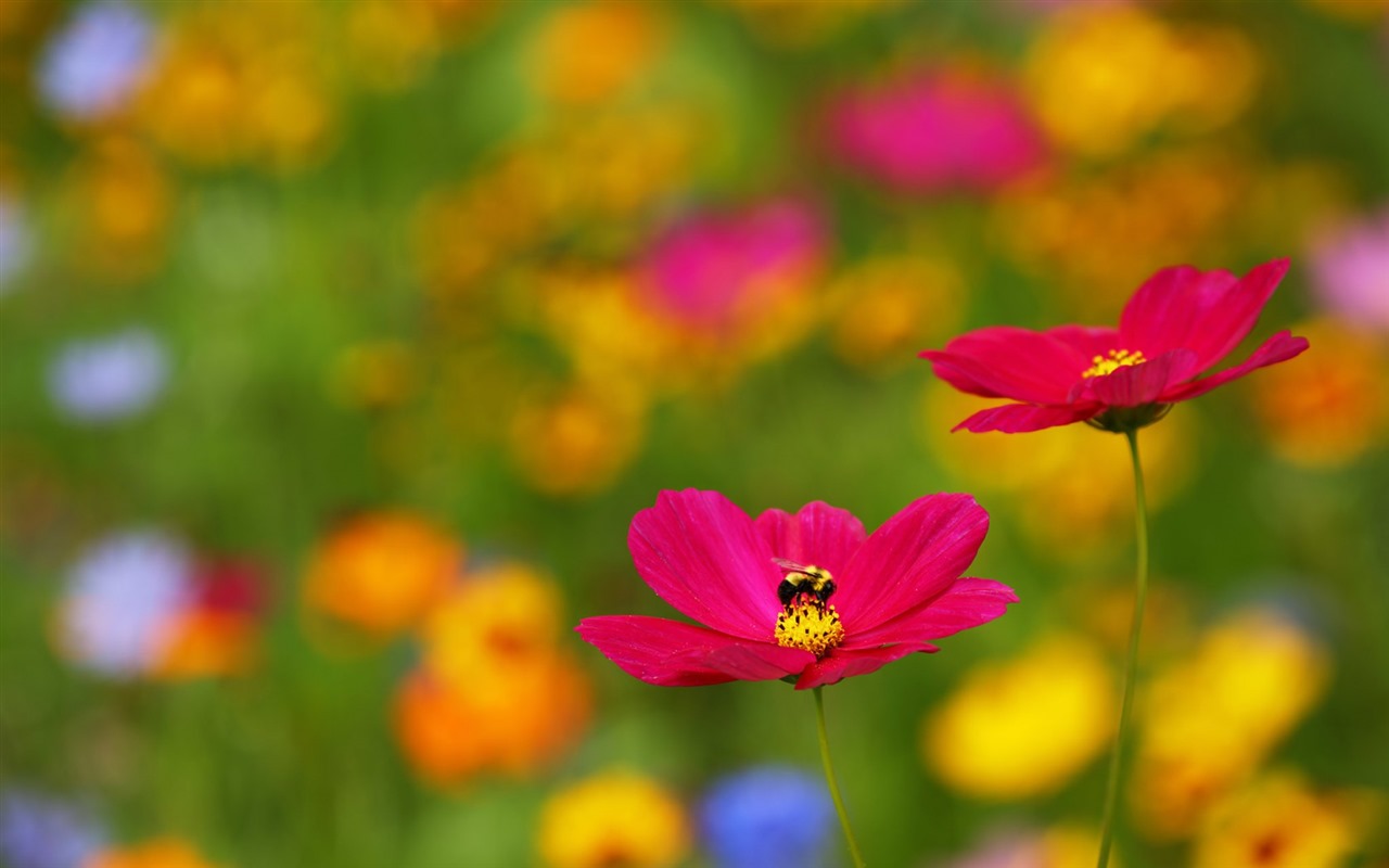 Hermosas flores con fondos de pantalla de alta definición de rocío #8 - 1280x800